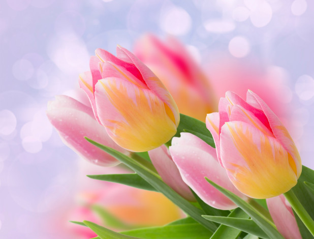 Обои картинки фото цветы, тюльпаны, боке, лепестки