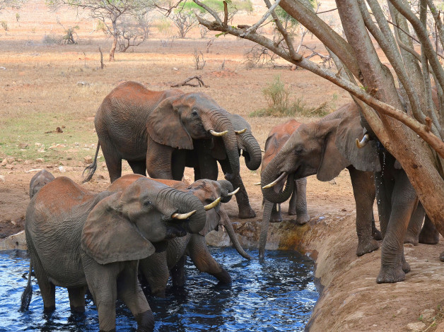 Обои картинки фото животные, слоны, водопой, саванна, стадо