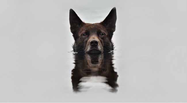 Обои картинки фото животные, собаки, вода, snout, reflection, отражение, background