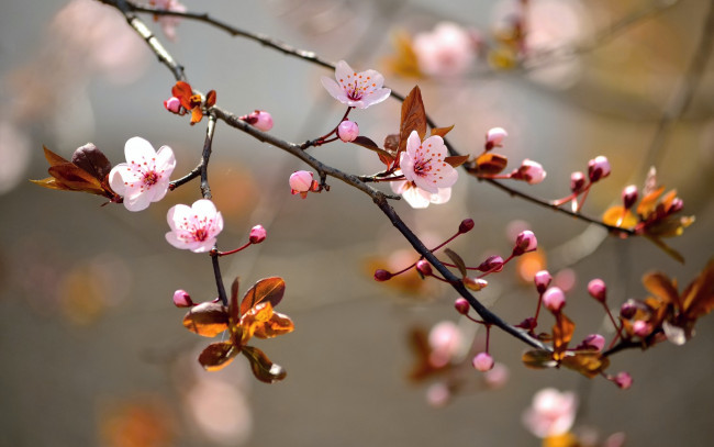 Обои картинки фото цветы, сакура,  вишня, весна, природа, макро, листья, ветки, дерево, цветение