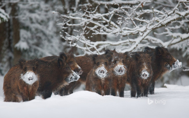 Обои картинки фото животные, свиньи,  кабаны, снег, лес