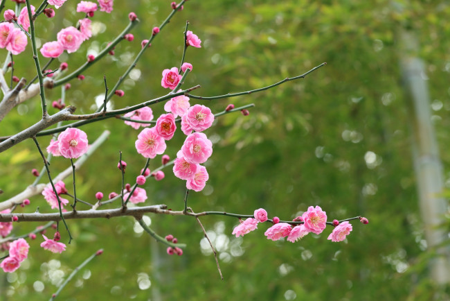Обои картинки фото цветы, цветущие деревья ,  кустарники, Японский, абрикос, цветение