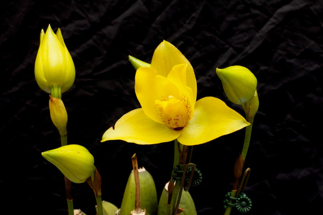 Обои картинки фото цветы, орхидеи, орхидея