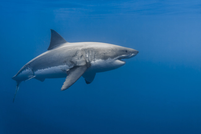 Обои картинки фото great white shark, животные, акулы, акула, мир, подводный, океан