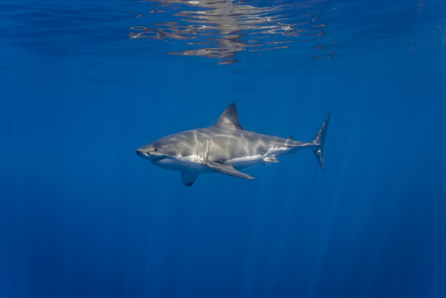Обои картинки фото great white shark, животные, акулы, мир, акула, океан, подводный