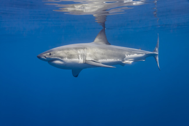 Обои картинки фото great white shark, животные, акулы, мир, подводный, океан, акула
