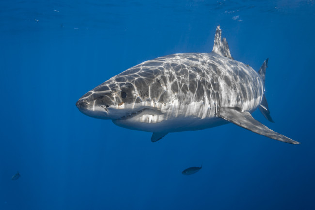 Обои картинки фото great white shark, животные, акулы, океан, акула, мир, подводный