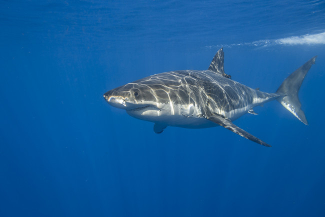 Обои картинки фото great white shark, животные, акулы, подводный, океан, акула, мир