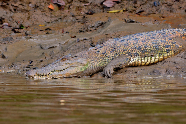 Обои картинки фото животные, крокодилы, крокодил, грязь, река, берег