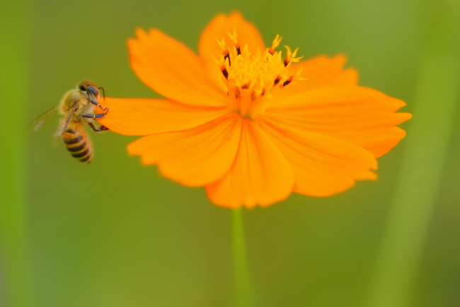 Обои картинки фото животные, пчелы,  осы,  шмели, цветок, зелень, пчела