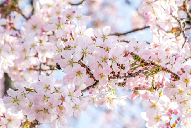 Обои картинки фото цветы, сакура,  вишня, весна