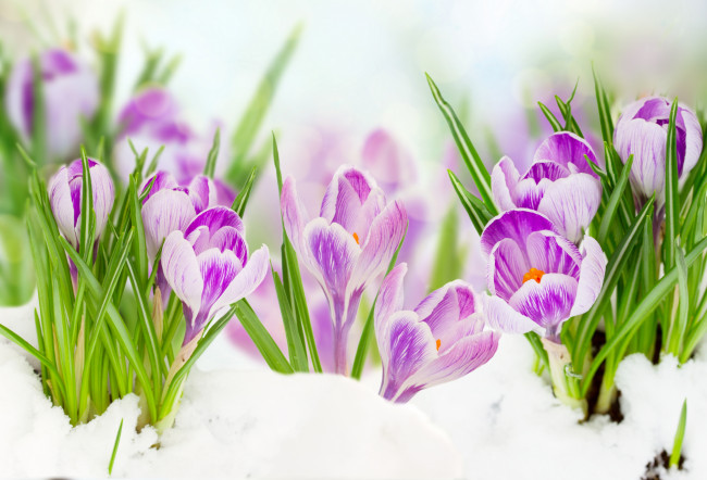 Обои картинки фото цветы, крокусы, листья, снег, весна