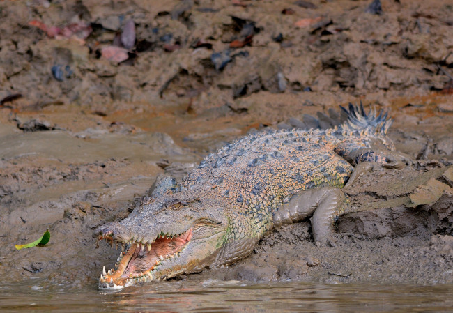 Обои картинки фото животные, крокодилы, крокодил, грязь, берег, река