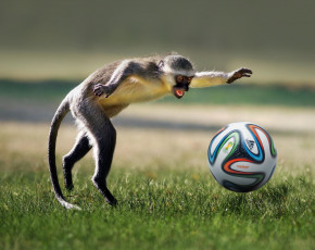 Картинка животные обезьяны футбол football ball game monkey игра животное playing мяч обезьяна