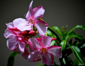 Картинка цветы адениум +мандевилла макро малиновые