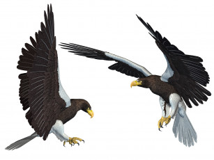 Картинка 3д+графика животные+ animals полет орлы птицы