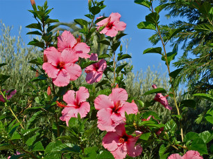 Картинка цветы гибискусы розовые небо
