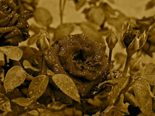 Картинка цветы розы листья роса роза цветок сепия