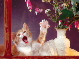 Картинка котенок животные коты игра окно цветы