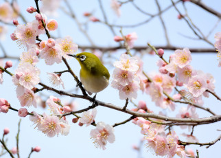 Картинка животные белоглазки цветущее дерево птица цветы ветки белоглазка