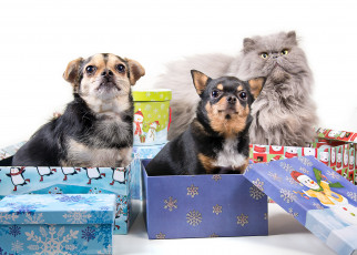 Картинка животные разные+вместе коробки подарки собаки кот