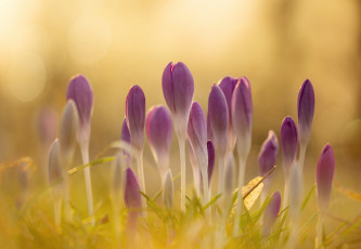Картинка цветы крокусы свет весна блики
