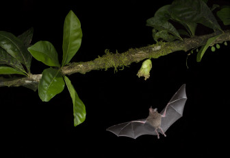 Картинка животные летучие+мыши ветка полет листья летучая мышь растение ночь