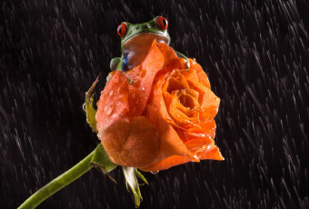 Картинка животные лягушки hd день святого валентина древесная st valentine's day beauty лягушка frog rose роза лапки царевна orange red eyes flower rain colourfull разноцветная зеленая оранжевые красные глаза цветок love любовь принцесса дождь