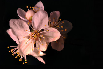 Картинка цветы цветущие+деревья+ +кустарники лепестки розовые макро чёрный фон тычинки