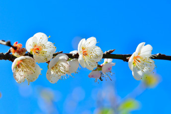 Картинка цветы цветущие+деревья+ +кустарники сад весна ветка небо