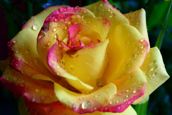 Картинка цветы розы beauty water drops yellow tender hd romantic flower rose романтика нежность красота капли желтая цветок роза emi