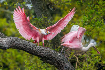 Картинка животные птицы розовые ветка дерево