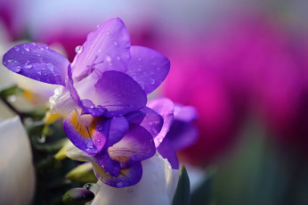 Картинка цветы крокусы вода капли цветок tender природа water hd purple freesia фрезия drops li feng flower nature