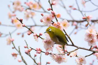 Картинка животные белоглазки белоглазка ветки цветы птица цветущее дерево
