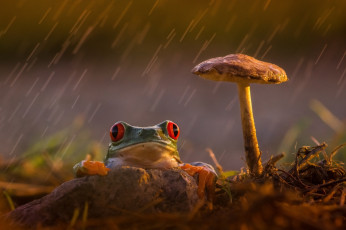 обоя животные, лягушки, древесная, frog, orange, red, eyes, mushroom, rain, грусть, красные, глаза, лягушка, задумчивость, лапки, гриб, оранжевые, colourfull, разноцветная, зеленая, дождь, beauty