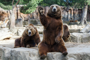 Картинка животные медведи лапа похмелье друзья situation friends ситуация дружба зоопарк dudes hangover мужики bears zoo взмах чуваки