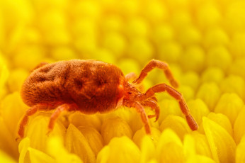 Картинка животные насекомые макро цветок насекомое жёлтый