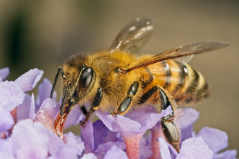 Картинка животные пчелы +осы +шмели цветы макро пчела насекомое