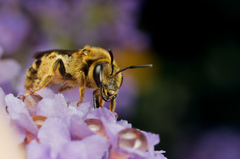 Картинка животные пчелы +осы +шмели цветы насекомое макро пчела