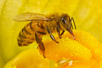 обоя животные, пчелы,  осы,  шмели, макро, жёлтый, насекомое, цветок
