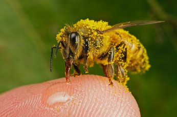 обоя животные, пчелы,  осы,  шмели, насекомое, жёлтые, кружочки, макро, нектар, палец