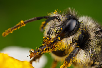 обоя животные, пчелы,  осы,  шмели, портрет, пыльца, пчела, макро, насекомое