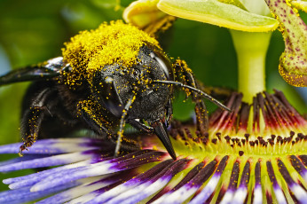обоя животные, пчелы,  осы,  шмели, жёлтые, кружочки, макро, пасифлора, насекомое, цветок