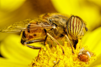 обоя животные, пчелы,  осы,  шмели, жёлтый, макро, насекомое, цветок
