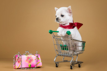 Картинка животные собаки сумочка тележка щенок чихуахуа