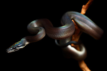 Картинка животные змеи +питоны +кобры рептилия змея reptile snake