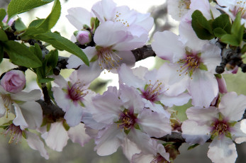 Картинка цветы цветущие+деревья+ +кустарники цветение дерево ветка весна