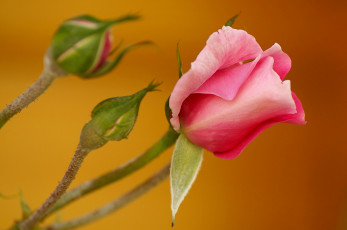 Картинка цветы розы макро лепестки бутон роза