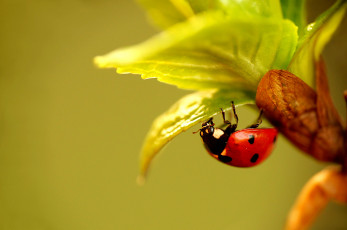 Картинка животные божьи+коровки листья насекомое растение жук божья коровка