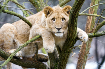 Картинка животные львы взгляд львица лев дерево